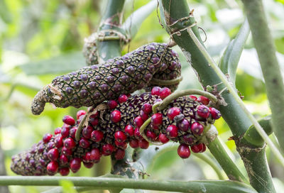 Close-up of berries on tree