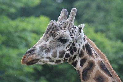 Close-up of giraffe