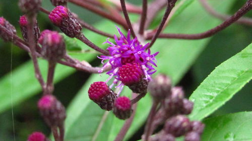 Close-up of pink flower growing on plant