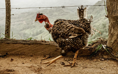 View of a bird on land