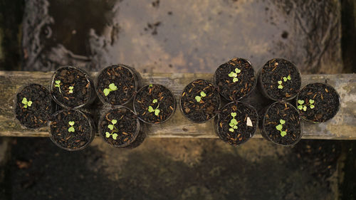 High angle view of plants