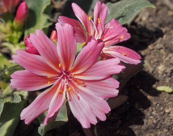 Close-up of pink flower blooming outdoors