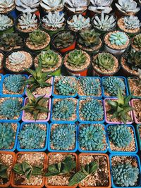 Full frame shot of succulent plants for sale in market