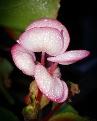 Close-up of flowers