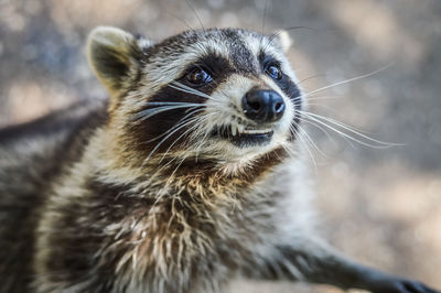 Close-up of a cat