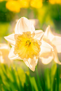 Close-up of yellow daffodil flower