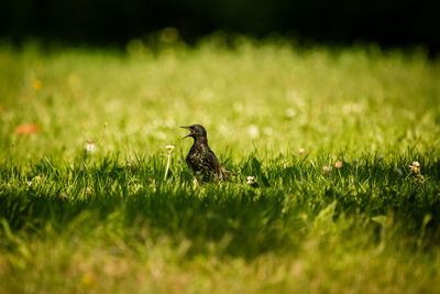 Bird perching on a grass