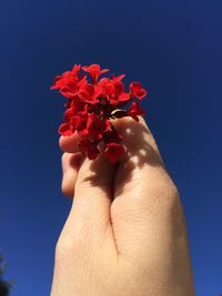 Close-up of hand holding red rose flower