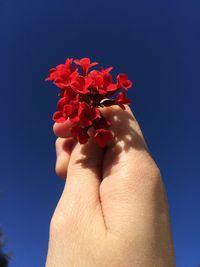 Cropped hand holding flowers against clear blue sky