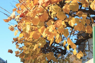 Low angle view of tree against sky during autumn