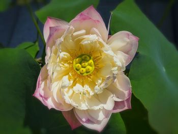 Close-up of flower blooming outdoors