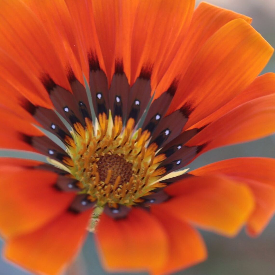 fragility, nature, beauty in nature, flower, freshness, petal, growth, pollen, gazania, orange color, blooming, close-up, flower head, outdoors, day, no people