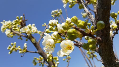 Close-up of cherry blossom against clear sky