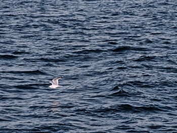 Swan swimming in sea