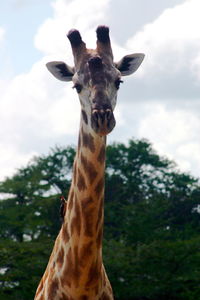 Low angle view of giraffe against sky