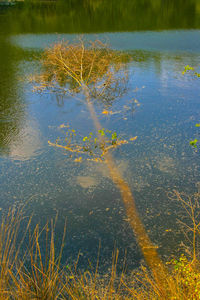 Reflection of trees in lake