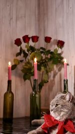 Scottish straight cat on valentine's day