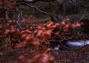 Close-up of a tree in forest