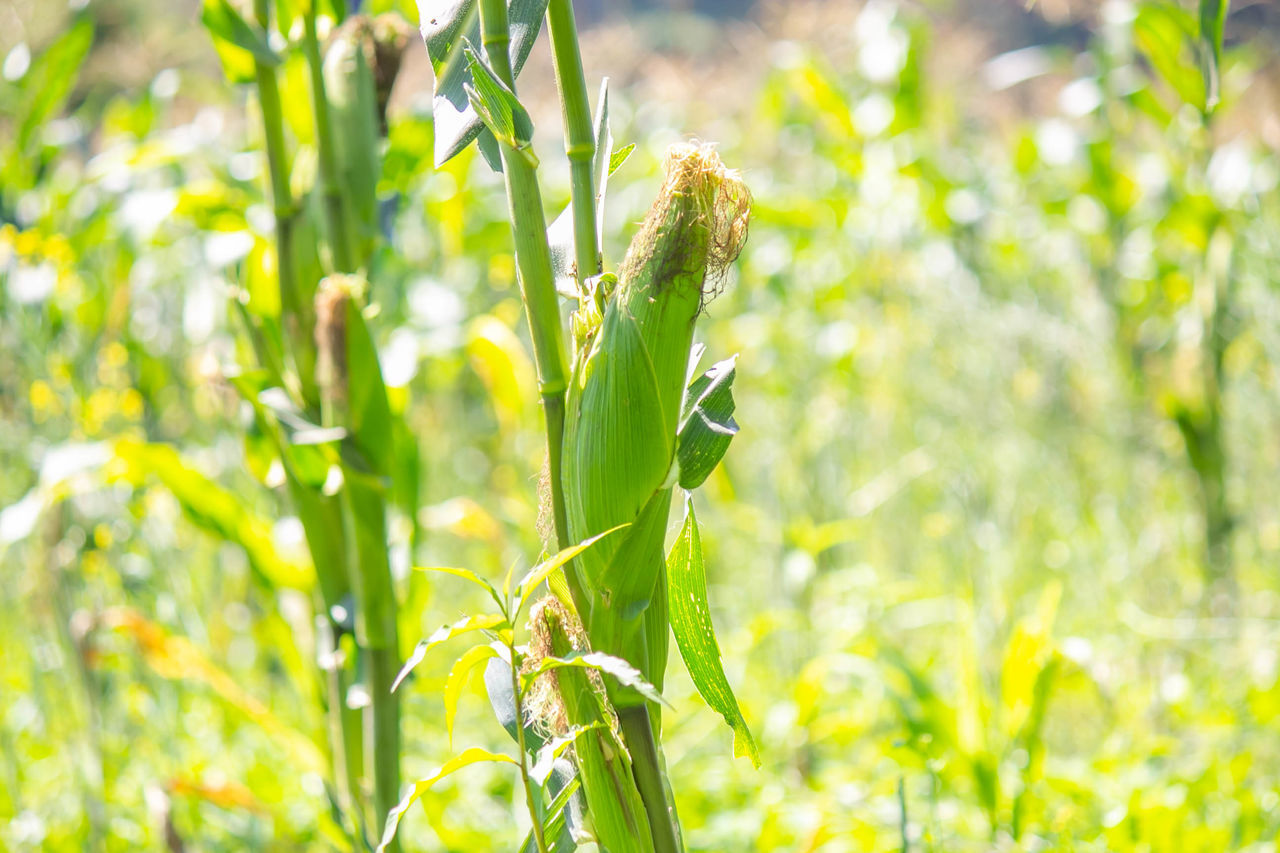 CLOSE-UP OF CROPS GROWING IN FIELD