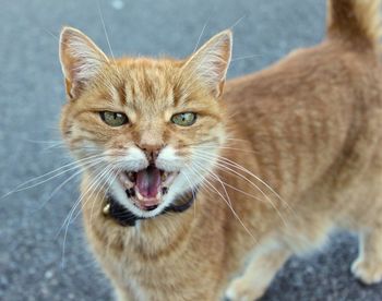 Close-up portrait of ginger cat