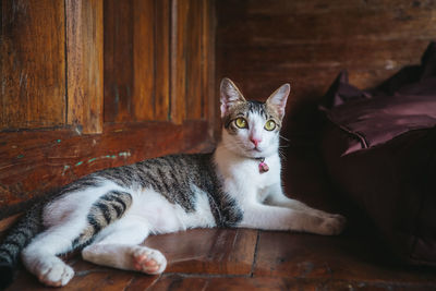Portrait of a cat resting