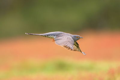 Close-up of a bird flying