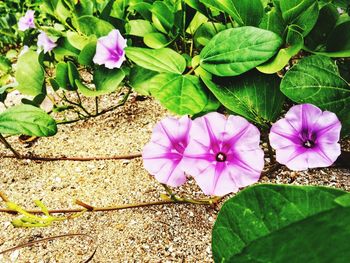 High angle view of pink flowers blooming outdoors