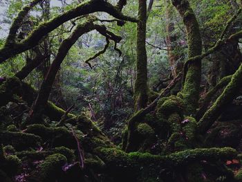 Low angle view of trees in forest