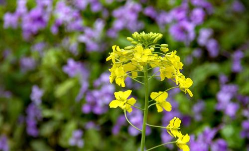 Close-up of yellow flowers blooming outdoors