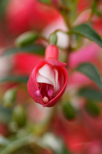 Close-up of pink rose