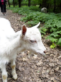 High angle view of kid goat standing on pathway in forest