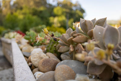 Close-up of succulent plant