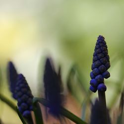 Close-up of flowers against blurred background