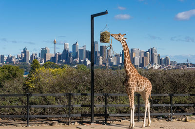 African giraffe at taronga zoo with sydney cityscape and sydney opera house on the background