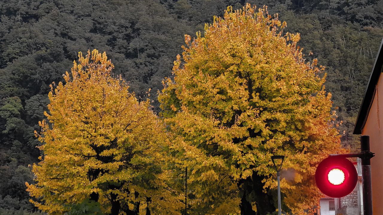 TREES AND YELLOW AUTUMN LEAVES