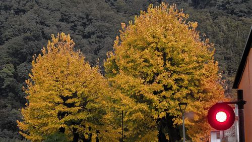 Yellow flowers on tree during autumn