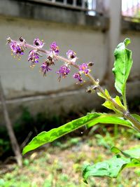 Close-up of pink flowers growing on plant