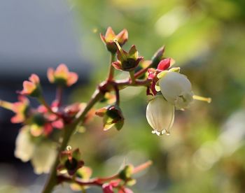 Close-up of flowering plant