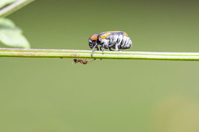 Close-up of insect on leaf