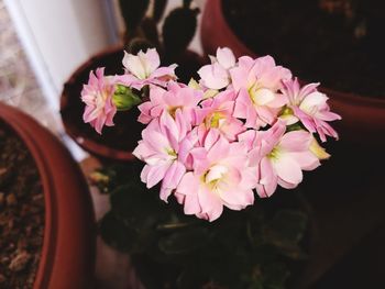 Close-up of pink flowers