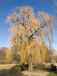 Trees on landscape against clear sky