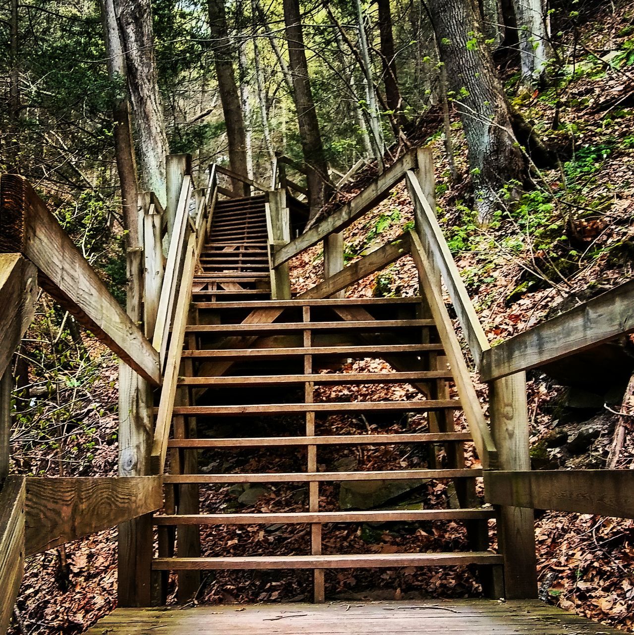 STAIRCASE LEADING TO FOREST