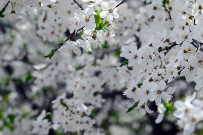 Close-up of white cherry blossoms in spring