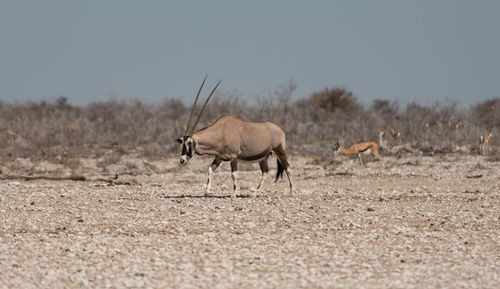 Oryx antelope in the etosha national park namibia south africa