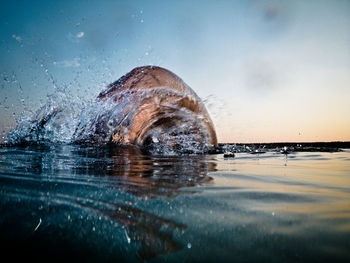 View of turtle swimming in sea against sky