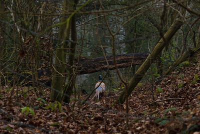 Man and tree trunk in forest