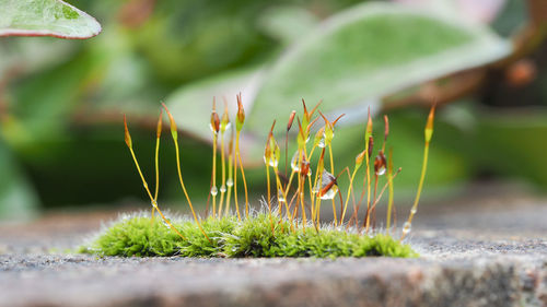 Closeup of moss flowers with selective focusing. ecology, preserve the earth and background concepts