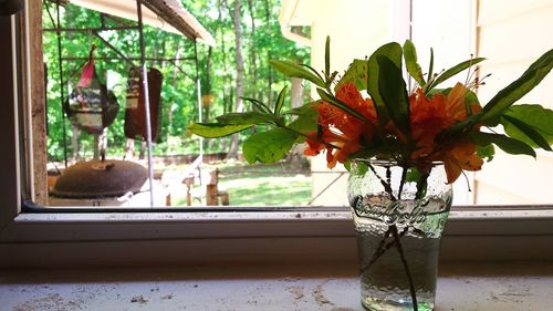 Potted plant on window sill