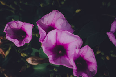 Close-up of pink flowering plant