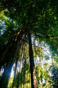 Low angle view of bamboo trees in forest